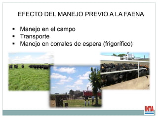 EFECTO DEL MANEJO PREVIO A LA FAENA
 Manejo en el campo
 Transporte
 Manejo en corrales de espera (frigorífico)
 