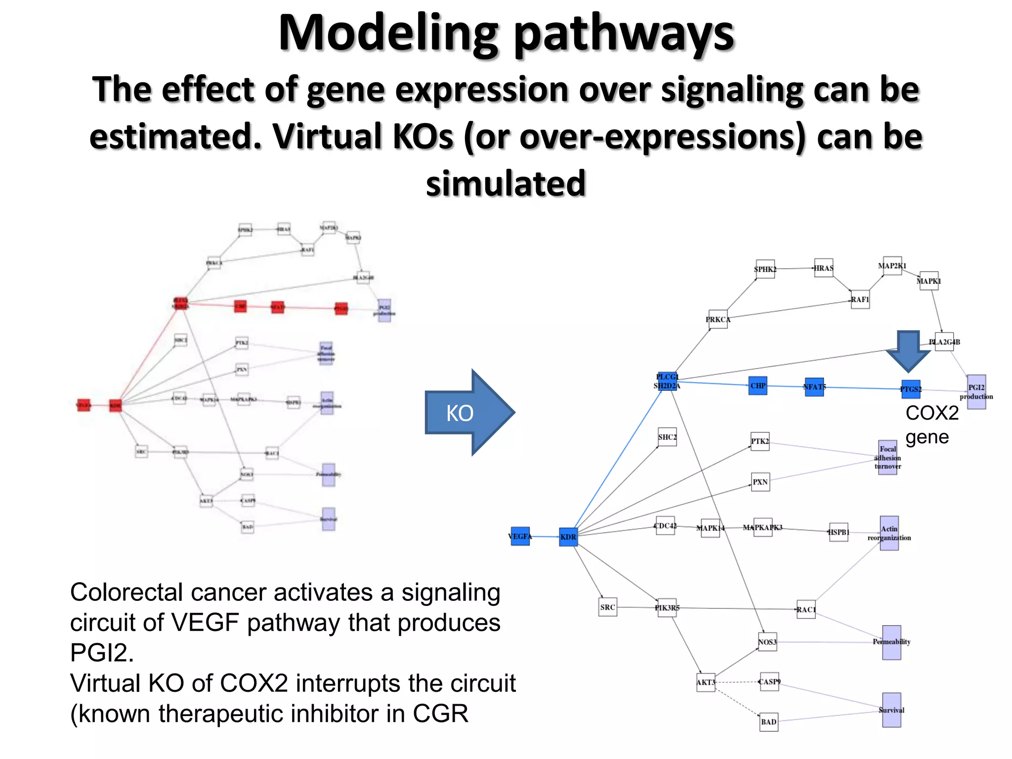 Modeling pathways The effect of gene expression over signaling can be estimated. Virtual KOs (or over-expressions) can be simulated 
Colorectal cancer activates a signaling circuit of VEGF pathway that produces PGI2. 
Virtual KO of COX2 interrupts the circuit (known therapeutic inhibitor in CGR 
COX2 gene 
KO  
