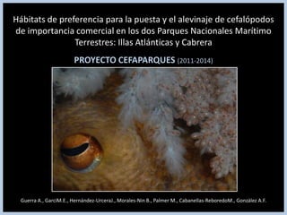 Hábitats de preferencia para la puesta y el alevinaje de cefalópodos
de importancia comercial en los dos Parques Nacionales Marítimo
                Terrestres: Illas Atlánticas y Cabrera
                        PROYECTO CEFAPARQUES (2011-2014)




  Guerra A., GarciM.E., Hernández-UrceraJ., Morales-Nin B., Palmer M., Cabanellas-ReboredoM., González A.F.
 