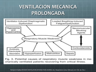 Richard H Kallet.PATIENT-VENTILATOR INTERACTION DURING ALI. Respiratory Care, February 2011 Vol. 56. No.2
VENTILACION MECANICA
PROLONGADA
 