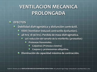EFECTOS
Debilidad diafragmática y disfunción contráctil.
VIDD (Ventilator-induced contractile dysfuction).
48 hrs( 18-96 hrs). Perdida de masa diafragmatica.
50% reducción del tamaño de la miofibrilla. (proteolisis)
Proteasas lisosomales.
Calpainas (Proteasa cisteina)
Caspasa 3- proteosomas ubiquitina.
Disminución de capacidad máxima de contracción.
Scott K. Powers; et al. VENTILATOR-INDUCED DIAPHRAGM DYSFUCTION. Am j physiol regul integr comp physioL 305:R464-R477, 2013
VENTILACION MECANICA
PROLONGADA
 