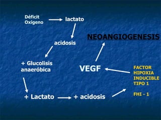 Déficit Oxígeno lactato acidosis + Glucolisis  anaeróbica + Lactato   + acidosis FACTOR HIPOXIA INDUCIBLE TIPO 1 FHI - 1 VEGF NEOANGIOGENESIS 