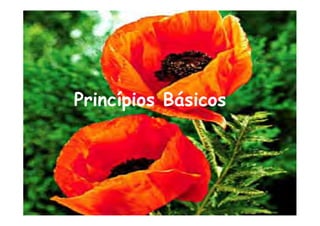 Princípios Básicos
 