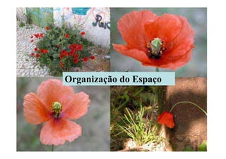 Organização do Espaço
 