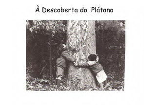 À Descoberta do Plátano
 