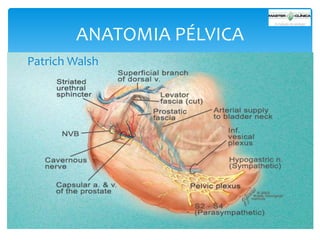 ANATOMIA PÉLVICA
Patrich Walsh

 