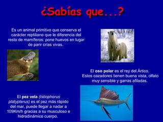 Es un animal primitivo que conserva el
  carácter reptiliano que le diferencia del
resto de mamíferos: pone huevos en lugar
            de parir crías vivas.




                                             El oso polar es el rey del Ártico.
                                         Estos cazadores tienen buena vista, olfato
                                              muy sensible y garras afiladas.


      El pez vela (Istiophorus
 platypterus) es el pez más rápido
  del mar, puede llegar a nadar a
109Km/h gracias a su musculoso e
      hidrodinámico cuerpo.
 