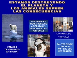 LOS ANIMALES
               TIENEN DERECHO
                A DIFRUTAR EL
               MUNDO QUE LES
                  PERTENECE
                                LA CAMARA DE
                                 TORTURAS


                                TAL VEZ PIENSE
  ESTAMOS                         QUE ESTO
DESTRUYENDO                      NO TIENE QUE
 SUS HABITAT                     VER CONTIGO
 
