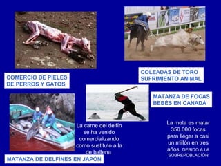 COLEADAS DE TORO
COMERCIO DE PIELES                         SUFRIMIENTO ANIMAL
DE PERROS Y GATOS

                                              MATANZA DE FOCAS
                                              BEBÉS EN CANADÁ



                     La carne del delfín          La meta es matar
                        se ha venido               350.000 focas
                      comercializando             para llegar a casi
                     como sustituto a la          un millón en tres
                         de ballena               años. DEBIDO A LA
                                                   SOBREPOBLACIÓN
MATANZA DE DELFINES EN JAPÓN
 