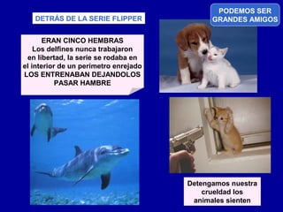 PODEMOS SER
   DETRÁS DE LA SERIE FLIPPER                GRANDES AMIGOS

       ERAN CINCO HEMBRAS
    Los delfines nunca trabajaron
 en libertad, la serie se rodaba en
el interior de un perímetro enrejado
LOS ENTRENABAN DEJANDOLOS
           PASAR HAMBRE




                                       Detengamos nuestra
                                           crueldad los
                                        animales sienten
 