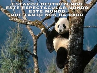 El Maravilloso Mundo Animal