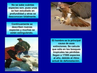 No se sabe cuántas
especies son, pues unas
  se han estudiado en
 profundidad y otras se
desconocen totalmente.


  Continuamente se
  describen nuevas
especies y muchas se
 están extinguiendo.


                          El hombre es la principal
                                causa de esas
                           extinciones. Se calcula
                          que sólo en los bosques
                           tropicales las pérdidas
                          llegan a 17000 especies
                           al año, debido al ritmo
                          actual de deforestación.
 