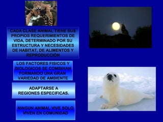 CADA CLASE ANIMAL TIENE SUS
PROPIOS REQUERIMIENTOS DE
  VIDA, DETERMINADO POR SU
 ESTRUCTURA Y NECESIDADES
 DE HABITAT, DE ALIMENTOS Y
        REPRODUCCIÓN

 LOS FACTORES FISICOS Y
 BIOLOGICOS SE COMBINAN
   FORMANDO UNA GRAN
  VARIEDAD DE AMBIENTE

       ADAPTARSE A
   REGIONES ESPECIFICAS.


   NINGUN ANIMAL VIVE SOLO
     VIVEN EN COMUNIDAD
 