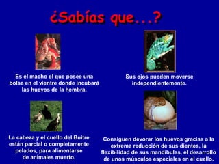 Es el macho el que posee una                Sus ojos pueden moverse
bolsa en el vientre donde incubará              independientemente.
    las huevos de la hembra.




La cabeza y el cuello del Buitre      Consiguen devorar los huevos gracias a la
están parcial o completamente            extrema reducción de sus dientes, la
  pelados, para alimentarse          flexibilidad de sus mandíbulas, el desarrollo
     de animales muerto.              de unos músculos especiales en el cuello.
 