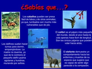 Los caballos pueden ser presa
                  fácil de lobos y de otros animales;
                  ya que, tumbados son mucho más
                        vulnerables que de pie.


                                                    El colibrí es el pájaro más pequeño
                                                     del mundo, desde el pico hasta la
                                                    cola apenas hace 6cm de longitud.
                                                    Son los únicos pájaros que pueden
Los delfines suelen hacer                                    volar hacia atrás.
   turnos para dormir,
   emparejándose. La
  madre no duerme, ya                                      El elefante demuestra un
  que de lo contrario el                                   comportamiento hacia los
 pequeño delfín podría                                     enfermos y muertos de su
  agotarse y hundirse,                                      especie que sugiere que
  muriendo por asfixia.                                      es capaz de sentir algo
                                                           parecido a la compasión.
 