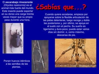 El escarabajo rinoceronte
  (Oryctes nasicornis) es el
animal más fuerte del mundo.
 Este insecto puede soportar
en su dorso una carga treinta      Cuando quiere acostarse, empieza por
 veces mayor que su propio        apoyarse sobre la flexible articulación de
   peso durante una hora.       las patas delanteras, luego recoge y dobla
                                  las posteriores y, por último, se apoya en
                                     el suelo con el pecho. Su sueño es
                                 ligerísimo y dura poco; puede estar varios
                                      días sin dormir, o, como máximo,
                                               descansa de pie.




  Ponen huevos idénticos
   a las semillas de las
         plantas.
 