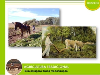 AGRICULTURA TRADICIONALDesvantagens: Fraca mecanização