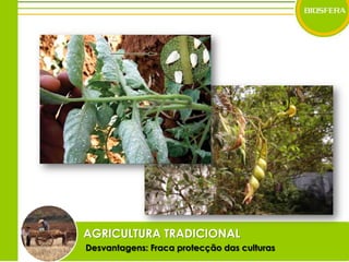 AGRICULTURA TRADICIONALDesvantagens: Fraca protecção das culturas