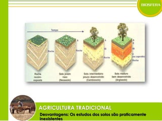 AGRICULTURA TRADICIONALDesvantagens: Os estudos dos solos são praticamente inexistentes