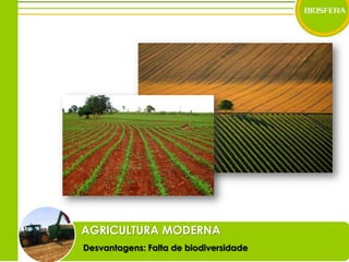 AGRICULTURA MODERNADesvantagens: Falta de biodiversidade
