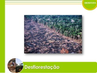 Desflorestação