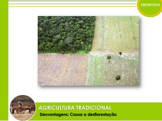 AGRICULTURA TRADICIONALDesvantagens: Causa a desflorestação