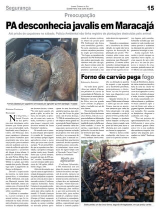 15Segurança Jornal Correio do Sul
Quinta-Feira, 6 de Julho de 2017
PAdesconheciajavalisemMaracajá
Preocupação
Até prisão de caçadores no sábado, Polícia Ambiental não tinha registro de plantações destruídas pelo animal
Forno de carvão pega fogo
Na tarde desta quarta-
-feira, por volta de 13horas,
um produtor de carvão da
comunidade de Palmeira, na
divisa entre os municípios de
Balneário Gaivota e Arroio
do Silva, teve um grande
susto somado ao prejuízo
após o incêndio em um de
seus fornos.
Na propriedade de Elá-
dio Pinto da Silva funcionam
cinco fornos, onde ele e a es-
posa trabalham na fabricação
de carvão. Ontem, após uma
manhã de muito trabalho que
tinha rendido 13 sacas de
carvão, o equivalente a 150
quilos,ele viu um dos fornos
ser destruído pelo fogo.
Eládio relatou que não
sentiu nenhum cheiro estra-
nho ou alteração na queima
do vegetal, o que segundo
ele é facilmente percebido,
principalmente o cheiro.
Dessa vez não foi possível
fazer esse diagnóstico com
antecedência.
Quando retornou do al-
moço, Eládio notou a fumaça
e achou que era dos outros
fornos, mas ao se aproxi-
mar observou que vinha do
forno desativado e de onde
estava retirando o carvão já
pronto.O forno já tinha muito
fogo e fumaça e o produtor
tentou impedir o avanço das
chamas improvisando uma
porta de barro para lacrar a
abertura, pois sem oxigênio
as chamas se apagariam.
Mesmo a técnica sendo
conhecida, não houve su-
cesso e foi preciso acionar o
N
a terça-feira, o
Jornal Correio
do Sul publi-
cou uma reportagem sobre
homens que foram presos
em uma propriedade rural,
localizada entre Garajuva e
Cedro, em Maracajá. Eles
eram caçadores e disseram
que foram chamados pelo
proprietário das terras para
caçar javalis, pois os animais
estavam acabando com a la-
voura de milho do agricultor
maracajaense e poderiam
até chegar à área urbana. A
prisão foi efetuada no sába-
do, pela Polícia Militar Am-
biental com apoio da Polícia
Militar e o grupo, que tinha
matado dois javalis, liberado
logo após o pagamento de
fiança, na delegacia.
Devido a repercussão
da matéria, na tarde desta
quarta-feira, o comandante
da PM Ambiental, com sede
em Maracajá, tenente João
Hélio Schneider, entrou em
contato com o Correio do Sul
para esclarecer alguns fatos
sobre a ocorrência.
Conforme o comandan-
te, o javali europeu é um
animal exótico, que foi in-
troduzido na fauna silvestre
nativa brasileira e tem carac-
terísticas de adaptabilidade
em diversos locais e climas.
“Se está muito quente, ele
perde o pêlo, se esfria de-
mais, ele cria pêlo, se preci-
sar, ele come raiz, carne ou
mato, realmente o javali é
uma praga e concorre com
diversos animais da fauna
brasileira”, declarou.
De acordo com o tenen-
te, uma situação preocupante
é a criação de ‘javaporco’,
isto acontece porque alguns
agricultores criam o porco
solto, que cruza com o javali
europeu. “É um animal híbri-
do, que se reproduz com faci-
lidade, o javaporco consegue
ganhar muito peso, ficando
maior que o javali europeu,
pesando até mais de 230 qui-
los”, revelou. Normalmente
o javali europeu adulto pesa
cerca de 140 quilos, dificil-
mente chega a 200.
Além da devastação que
o javali causa na agricultura e
criação de pequenos animais,
ele pode prejudicar a exporta-
ção de carne de porco para o
mercado exterior. Conforme
explicou Schneider, Santa
Catarina é um grande produ-
tor de suinocultura e exporta
carne para várias regiões do
mundo. O Estado começou
a entrar em mercado prêmio
(Europa e China), composto
por grandes compradores do
mundo, as carnes vendidas
no mercado prêmio parti-
Balneário Gaivota
cipam de uma fiscalização
sanitária rigorosa, para ates-
tar que são livres da gripe
suína e de diversas doenças.
“O PIB da suinocultura gera
um impacto muito grande na
economia de Santa Catarina e
o javali transmite várias do-
enças para o porco, por isto é
um perigo fomentar a criação
de javaporco. Isto tudo pode
interferir na economia do
Estado, pois o mercado ex-
terno pode fazer uma barreira
comercial, devido a questões
sanitárias, para a suinocultu-
ra catarinense, como acon-
teceu há algum tempo com
a Operação Carne Fraca”,
alertou o comandante.
Conforme Schneider,
a PM Ambiental tem um
plano de manejo de animais
exóticos invasores, em espe-
cial de javalis, inclusive já
aconteceu uma redução deste
animal na serra catarinense e
o plano deve ser implantado
na região. “Vamos fazer con-
tato com este agricultor aqui
de Maracajá, para verificar
o que está acontecendo na
lavoura dele, para melhor
atendê-lo”, explicou o tenen-
te. Conforme o comandante,
a PM Ambiental é um órgão
público, especializado para
realizar o controle popula-
Corpo de Bombeiros, depois
de várias tentativas devido a
falta de sinal de celular no
local. Enquanto aguardava,o
casal ficou apreensivo com o
risco de o incêndio alcançar
a lenha, árvores e vegetação
do local, aumentando con-
sideravelmente o problema.
O medo diminuiu após o
teto do forno cair sobre a
gigante fogueira, diminuindo
seu tamanho. Em seguida
os bombeiros chegaram e
acabaram com o fogo.
“Tive um prejuízo de
aproximadamente R$ 2 mil,
infelizmente é uma coisa
que acontece, graças a Deus
estou vivo e esse acidente
não machucou ninguém, tive
apenas uma pequena quei-
madura no dedo” finalizou
Eládio.
Animais abatidos por caçadores convocados por agricultor que tem plantação invadida
Eládio perdeu um dos cinco fornos, segundo ele legalizados, em que produz carvão
cional de animais exóticos,
os abates de javalis pela
PM Ambiental são feitos
com armadilhas grandes.
Na serra catarinense, ainda
existem caçadores parceiros
do órgão governamental.
“Em Lages, os caçadores são
parceiros da PM Ambiental,
eles pedem autorização, nós
sabemos onde eles vão agir,
eles fazem contato antes de
realizarem a caça, o pro-
prietário é autorizado e eles
estão dentro do regramento”,
salientou.
Segundo o comandante,
até a ocorrência do último
sábado, na região não havia
registro de destruição de
plantação por javalis. “Pre-
cisamos saber como estes
animais desceram da serra
catarinense para Maracajá”,
ponderou. O tenente achou
estranho o animal chegar até
Maracajá muito rápido, sem
antes ter tido registro em ou-
tros lugares, pelo caminho,
Schneider acredita que eles
podem ter sido trazidos por
outras pessoas e acabaram
na plantação do agricultor e
prometeu investigar o caso.
Ainda segundo Sch-
neider o javali europeu se
reproduz muito rápido, as
crias nascem de sete a dez
por vez e no caso do java-
porco o número de crias
aumenta, podendo nascer até
15 filhotes em cada ninhada.
Gislaine Fontoura
Maracajá
Ajuda ao
agricultor
 