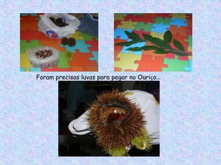 Foram precisas luvas para pegar no Ouriço…
 