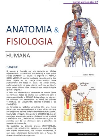 Jornal Vórtice pág. 17




ANATOMIA &
FISIOLOGIA
HUMANA
SANGUE
O sangue é formado por um conjunto de células
especializadas (ELEMENTOS FIGURADOS) e uma parte
                                                                    Garcia Barata
líquida (PLASMA). As células se originam na MEDULA
ÓSSEA VERMELHA que fica localizada na parte central dos
ossos. (figura 1). Na criança existe medula óssea
praticamente em todos os ossos. No adulto existe,
preferencialmente, no osso esterno (na frente do tórax),
ossos longos (fêmur, tíbia, úmero) e nos ossos da bacia
(pelve). (figura 2)
A partir das células-tronco localizadas na medula óssea
são formadas todas as células, que juntamente com o
plasma constituirão o SANGUE. Estas células ou elemen-
tos figurados são basicamente as HEMÁCIAS (células
vermelhas), os LEUCÓCITOS (células brancas) e as
PLAQUETAS.
As hemácias ou glóbulos vermelhos têm uma forma
discal, com uma depressão central e sem núcleo, rica em
seu citoplasma de uma proteína chamada HEMOGLOBINA.
Sua função principal é transportar o OXIGÊNIO (O2) do ar
que chega aos pulmões para as células do corpo, e o GÁS
CARBÔNICO (CO2), resultado do trabalho celular, para os
pulmões, que daí ser eliminado para a atmosfera no
                                                             Figura 1
processo da respiração.
Os leucócitos ou glóbulos brancos (NEUTRÓFILOS,
LINFÓCITOS, MONÓCITOS, BASÓFILOS e EUSINÓFILOS)
têm formas diferenciadas, com núcleos multiformes, e
que estão relacionados basicamente com a função de
                                                               jgsbarata@gmail.com
defesa e imunidade do organismo.
 