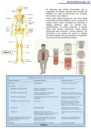 Jornal Vórtice pág. 18



                 As plaquetas são células relacionadas com a
                 coagulação do sangue, ativadas pela formação de
                 FIBRINA nos casos de ferimentos, por exemplo.
                 Para ilustrar, veja a tabela 1.
                 Todas essas células derivam de uma única célula
                 embrionária (CÉLULA-TRONCO) que se encontra na
                 medula óssea, sendo renovadas por estímulos e
                 códigos   genéticos,   após    um   período  vital.
                 Exemplificando, na perda menstrual, a medula
                 óssea está sempre produzindo novas células
                 sanguíneas para recompor a perda orgânica; nos
                 ferimentos e nos quadros de anemia, a medula
                 vermelha trabalha mais para devolver ao organismo
                 a sua cota normal de células do sangue.




Figura 2




           Tabela 1
 