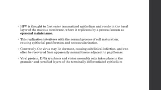 • HPV is thought to first enter traumatized epithelium and reside in the basal
layer of the mucous membrane, where it replicates by a process known as
episomal maintenance.
• This replication interferes with the normal process of cell maturation,
causing epithelial proliferation and neovascularization.
• Conversely, the virus may lie dormant, causing subclinical infection, and can
often be recovered from apparently normal tissue adjacent to papillomas.
• Viral protein, DNA synthesis and virion assembly only takes place in the
granular and cornified layers of the terminally differentiated epithelium
 