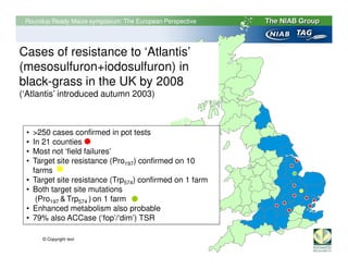 Roundup Ready Maize symposium: The European Perspective




Cases of resistance to ‘Atlantis’
(mesosulfuron+iodosulfuron) in
black-grass in the UK by 2008
(‘Atlantis’ introduced autumn 2003)



  •   >250 cases confirmed in pot tests
  •   In 21 counties
  •   Most not ‘field failures’
  •   Target site resistance (Pro197) confirmed on 10
      farms
  •   Target site resistance (Trp574) confirmed on 1 farm
  •   Both target site mutations
       (Pro197 & Trp574 ) on 1 farm
  •   Enhanced metabolism also probable
  •   79% also ACCase (‘fop’/‘dim’) TSR

        © Copyright text

Compilation of Bayer, Syngenta and Rothamsted results
 