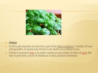  Albahaca
 Se utiliza para desordenes nerviosos leves y para aliviar dolores reumáticos. Es también útil como
antiespasmódico. Se consume como infusión es más efectiva con la albahaca fresca.
 Estimula la secreción de leche en las madres. Cuentan que para mitigar los dolores de parto, debe
tener, la parturienta, una raíz de albahaca en la mano y apretarla fuertemente.
 