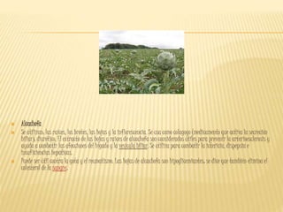  Alcachofa
 Se utilizan: las raíces, los brotes, las hojas y la inflorescencia. Se usa como colagogo (medicamento que activa la secreción
biliar); diurético. El extracto de las hojas y raíces de alcachofa son considerados útiles para prevenir la arterioesclerosis y
ayuda a combatir las afecciones del hígado y la vesícula biliar. Se utiliza para combatir la ictericia, dispepsia e
insuficiencias hepáticas.
 Puede ser útil contra la gota y el reumatismo. Las hojas de alcachofa son hipoglicemiantes; se dice que también elimina el
colesterol de la sangre.
 
