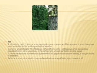  Aliso
 Se utilizan: Cortez y hojas. Es tónico y su corteza es astringente, se le usa en gárgaras para dolores de garganta. La corteza fresca provoca
vómito; pero también se utiliza la corteza para otros fines no eméticos.
 La corteza en polvo y las hojas han sido utilizadas como astringente interno, externo y también como; la corteza en una sustancia
hemostática, interna y externa pues controla y previene las hemorragias. Se la puede usar también como gotas amargas.
 Su infusión sirve para calmar las molestias de la gripe e infecciones de la garganta. Ha sido usada como emenagogo, es decir, para facilitar
la menstruación.
 Uso Externo: La corteza interior hervida en vinagre produce un lavado externo muy útil contra piojos y escamas de la piel.
 