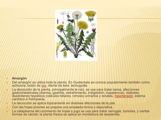 Amargón
 Del amargón se utiliza toda la planta. En Guatemala se conoce popularmente también como:
achicoria, botón de oro, diente de león, lechuguilla.
 La decocción de la planta, principalmente la raíz, se usa para tratar asma, afecciones
gastrointestinales (diarrea, gastritis, estreñimiento, indigestión, inapetencia), diabetes,
desórdenes hepáticos (cálculos biliares, cirrosis) urinarios y renales, hipertensión, edema
cardíaco e hidropesía.
 La decocción se aplica tópicamente en diversas afecciones de la piel.
 Con las hojas jóvenes se prepara una ensalada tónica y depurativa.
 La cataplasma del cocimiento de hojas o jugo se usa para tratar verrugas, tumores, y ciertas
formas de cáncer, la planta fresca se aplica en mordedura de serpientes.
 