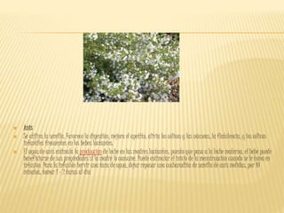  Anis
 Se utiliza la semilla. Favorece la digestión, mejora el apetito, alivia los cólicos y las náuseas, la flatulencia, y los cólicos
infantiles frecuentes en los bebes lactantes.
 El agua de anís estimula la producción de leche en las madres lactantes, puesto que pasa a la leche materna, el bebé puede
beneficiarse de sus propiedades si la madre lo consume. Puede estimular el inicio de la menstruación cuando se le toma en
infusión. Para la infusión hervir una taza de agua, dejar reposar una cucharadita de semilla de anís molidas, por 10
minutos, tomar 1 - 2 tazas al día
 