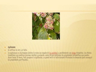  Ayahuasca
 Se utilizan la raíz y el tallo.
 La ayahuasca es alucinógena (altera la razón con engaño de los sentidos) y posiblemente una droga telepática. Los efectos
inmediatos son eméticos (provoca vómito) y purgante, antes de que comiencen las propiedades psicodélicas que pueden
durar hasta 24 horas. Para preparar la ayahuasca, se puede hervir el tallo durante 10 minutos en decocción para conseguir
las propiedades purificantes.
 