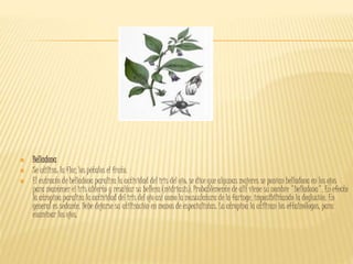  Belladona
 Se utiliza: la flor, los pétalos el fruto.
 El extracto de belladona paraliza la actividad del iris del ojo; se dice que algunas mujeres se ponían belladona en los ojos
para mantener el iris abierto y resaltar su belleza (midriasis). Probablemente de allí viene su nombre "belladona". En efecto
la atropina paraliza la actividad del iris del ojo así como la musculatura de la faringe, imposibilitando la deglución. En
general es sedante. Debe dejarse su utilización en manos de especialistas. La atropina la utilizan los oftalmólogos, para
examinar los ojos.
 
