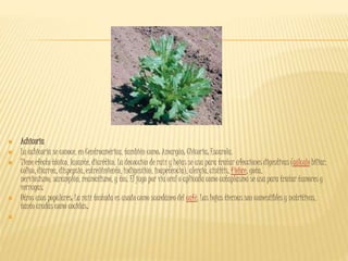  Achicoria
 La achicoria se conoce, en Centroamérica, también como: Amargón; Chicoria; Escarola.
 Tiene efecto tónico, laxante, diurético. La decocción de raíz y hojas se usa para tratar afecciones digestivas (cálculo biliar,
cólico, diarrea, dispepsia, estreñimiento, indigestión, inapetencia), alergia, cistitis, fiebre, gota,
nerviosismo, sarampión, reumatismo, y tos. El jugo por vía oral o aplicada como cataplasma se usa para tratar tumores y
verrugas.
 Otros usos populares: La raíz tostada es usado como sucedáneo del café. Las hojas tiernas son comestibles y nutritivas,
tanto crudas como cocidas.

 