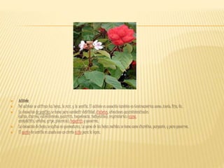  Achiote
 Del achiote se utilizan las hojas, la raíz, y la semilla. El achiote es conocido también en Centroamérica como: Aneto; Bija; Ox.
 La decocción de semillas se toma para combatir debilidad, diabetes, afecciones gastrointestinales
(cólico, diarrea, estreñimiento, gastritis, inapetencia, indigestión), respiratorias (asma,
amigdalitis, cefalea, gripe, pleuresía), hepatitis y gonorrea.
 La decocción de hojas se aplica en quemaduras. La goma de las hojas molidas se toma como diurético, purgante, y para gonorrea.
 El aceite de semilla es usado con un cierto éxito para la lepra.
 