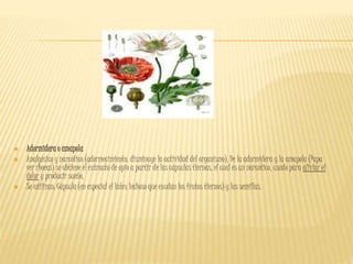  Adormidera o amapola
 Analgésico y narcótico (adormecimiento, disminuye la actividad del organismo). De la adormidera y la amapola (Papa
ver rhoeas) se obtiene el extracto de opio a partir de las cápsulas tiernas, el cual es un narcótico, usado para aliviar el
dolor y producir sueño.
 Se utilizan: Cápsula (en especial el látex lechoso que exudan los frutos tiernos) y las semillas.
 