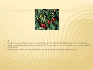  Ají
 Es usado, en polvo, como estimulante para crear resistencia al inicio de gripes (infusión de 1/4 de cucharadita de ají en polvo por taza de agua).
 Puede ser tomado también para dolores estomacales e intestinales. El ají en polvo regulariza la circulación sanguínea. Fresco, en pequeñas cantidades
estimula el apetito.
 Como emplasto, o en linimento, se utiliza para incrementar el flujo sanguíneo en áreas afectadas por el reumatismo y artritis.
 