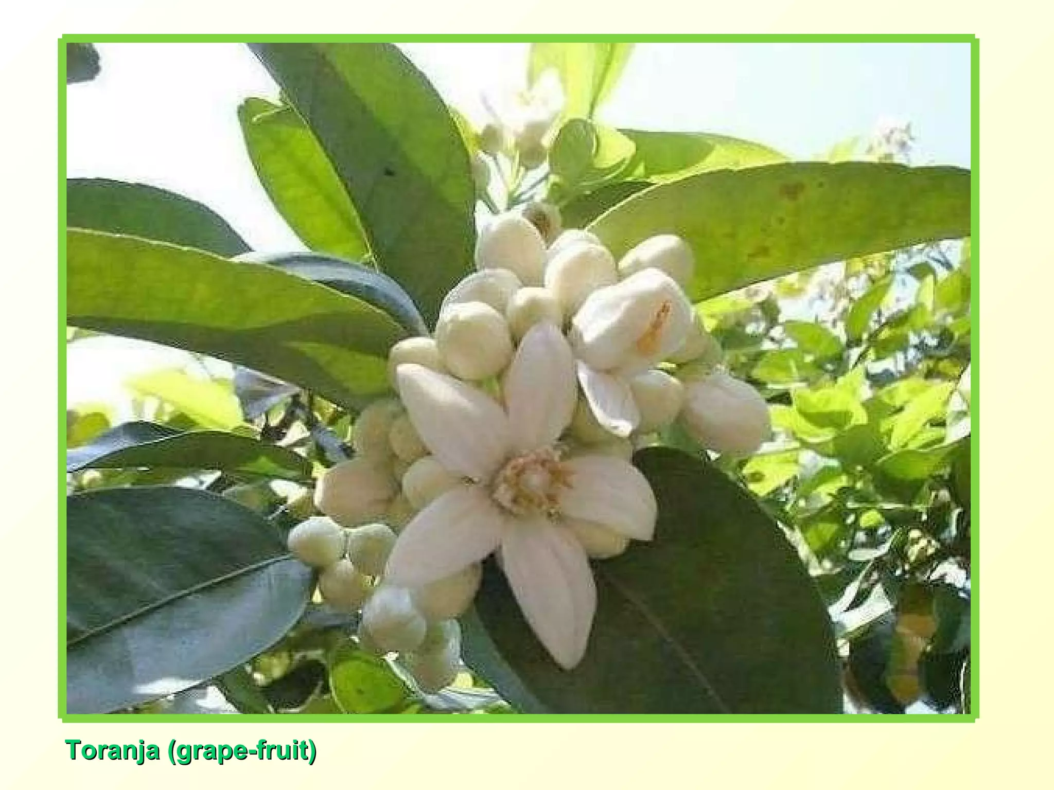 Toranja (grape-fruit)