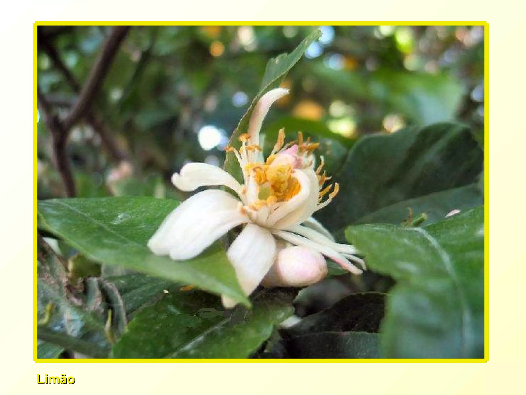 Limão