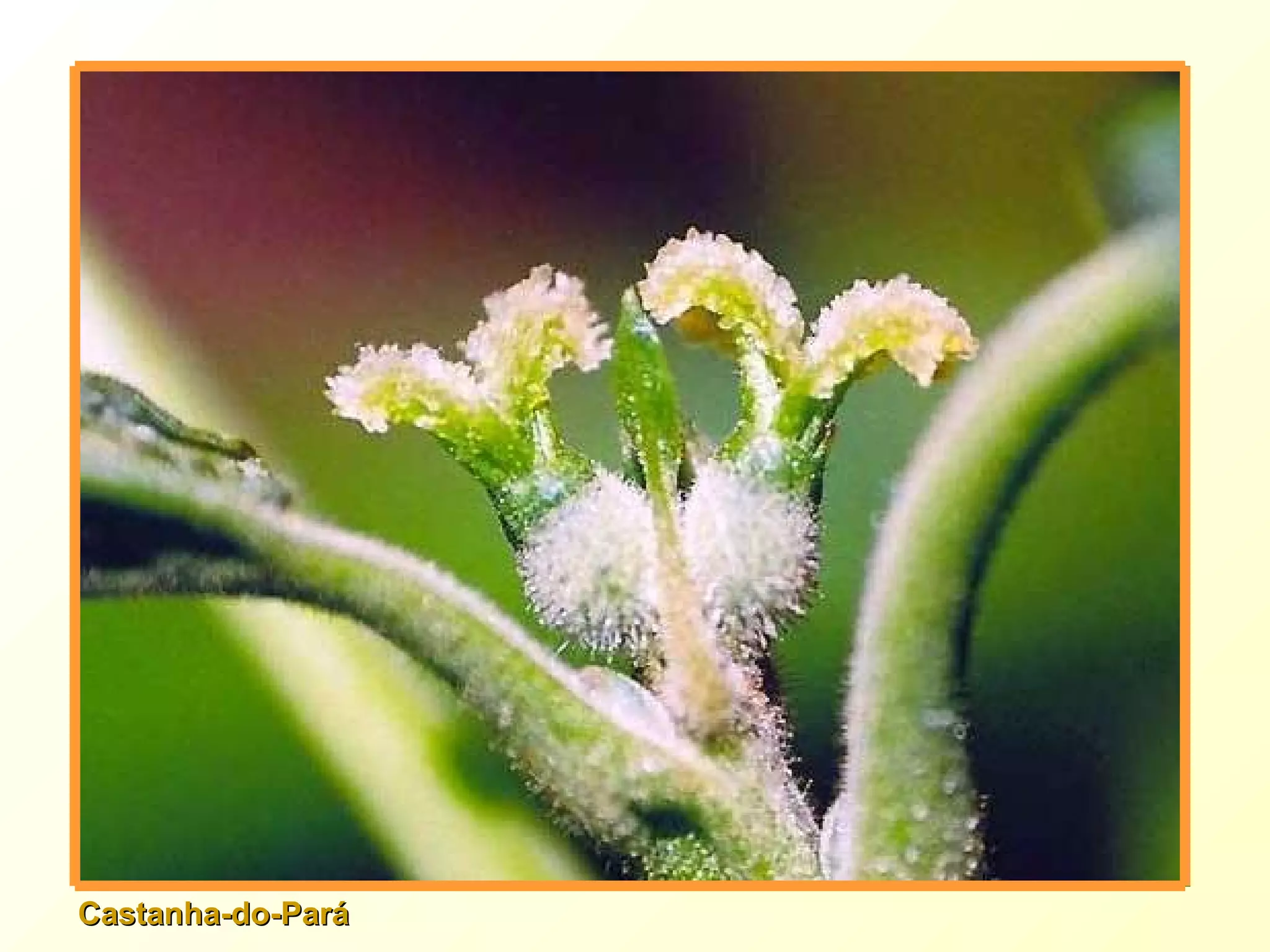 Castanha-do-Pará