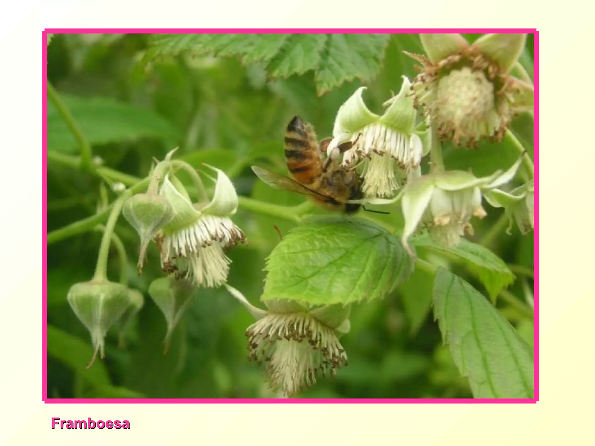 Framboesa