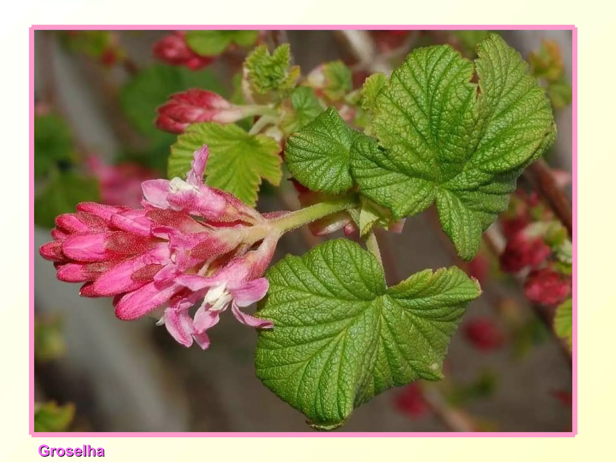 Groseillier Groselha