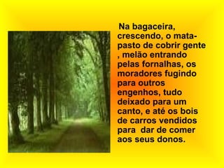 Na bagaceira, crescendo, o mata-pasto de cobrir gente , melão entrando pelas fornalhas, os moradores fugindo para outros engenhos, tudo deixado para um canto, e até os bois de carros vendidos para  dar de comer aos seus donos. 