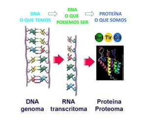 DNA
O QUE TEMOS

RNA
O QUE
PODEMOS SER

PROTEÍNA
O QUE SOMOS

 
